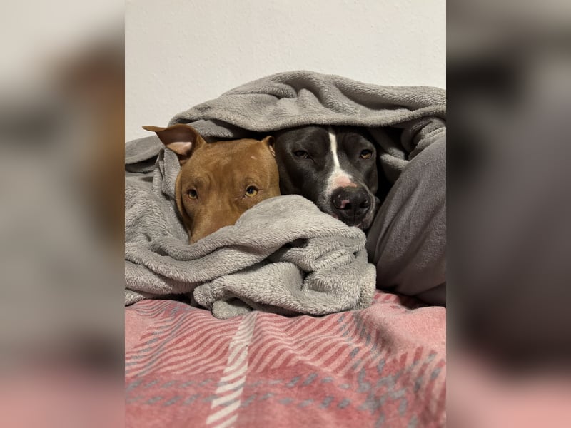 Welpen American Pitbull Terrier/ Staffordshire Terrier