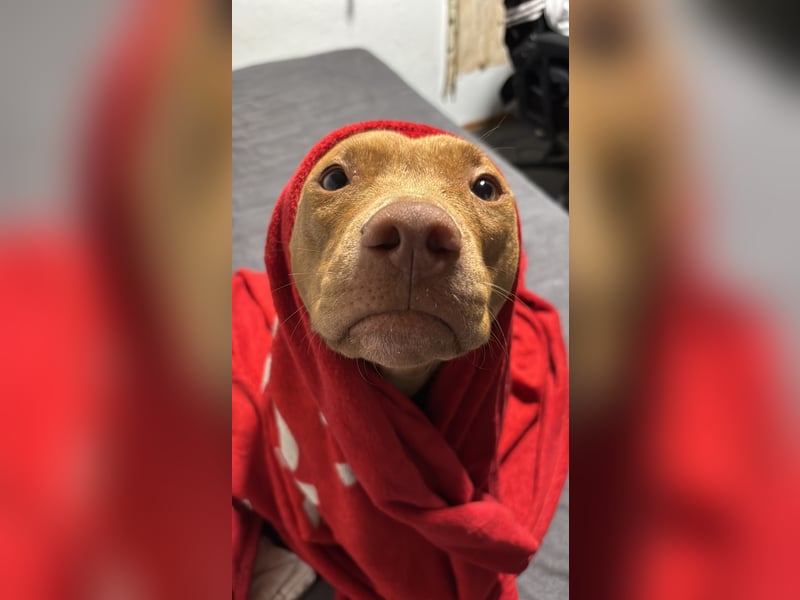Welpen American Pitbull Terrier/ Staffordshire Terrier