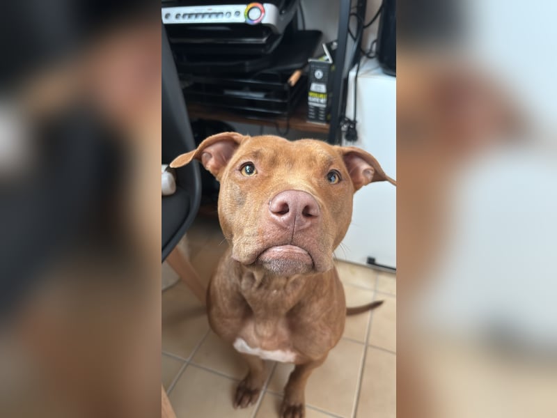 Welpen American Pitbull Terrier/ Staffordshire Terrier