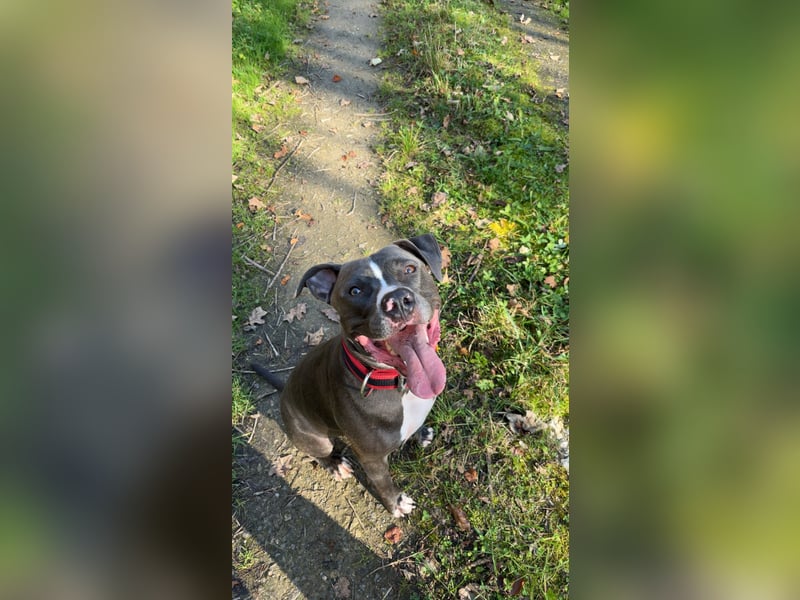 Welpen American Pitbull Terrier/ Staffordshire Terrier