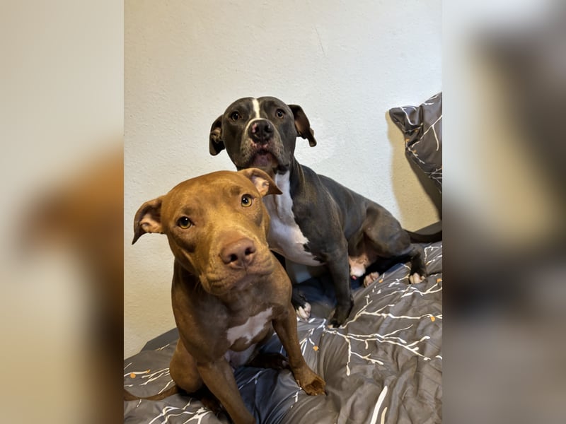 Welpen American Pitbull Terrier/ Staffordshire Terrier