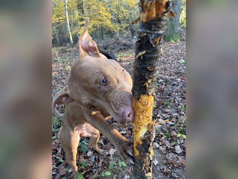Welpen American Pitbull Terrier/ Staffordshire Terrier