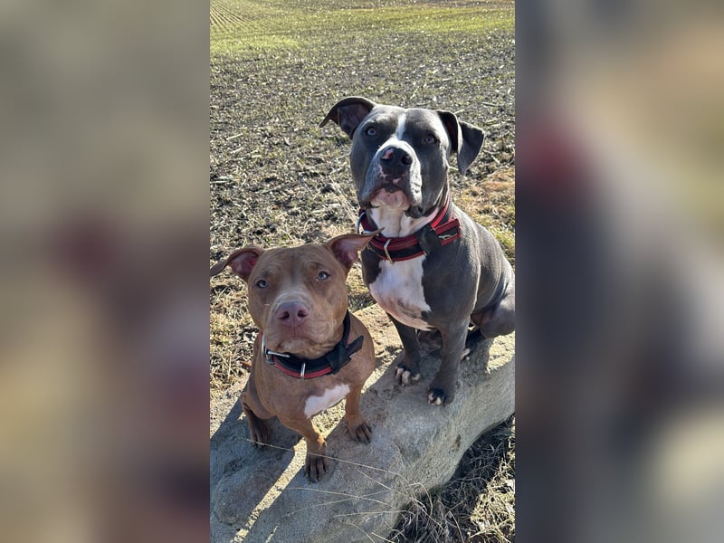 Welpen American Pitbull Terrier/ Staffordshire Terrier