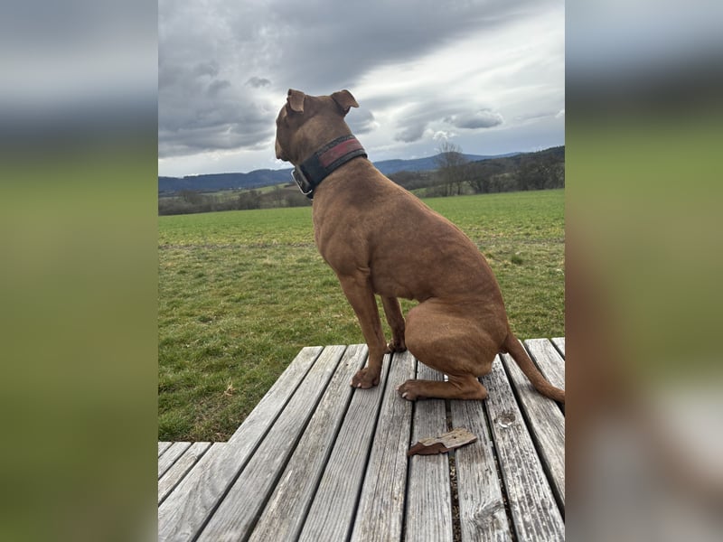 Welpen American Pitbull Terrier/ Staffordshire Terrier