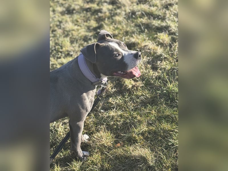 Pitbull Boxer Mischlingshündin