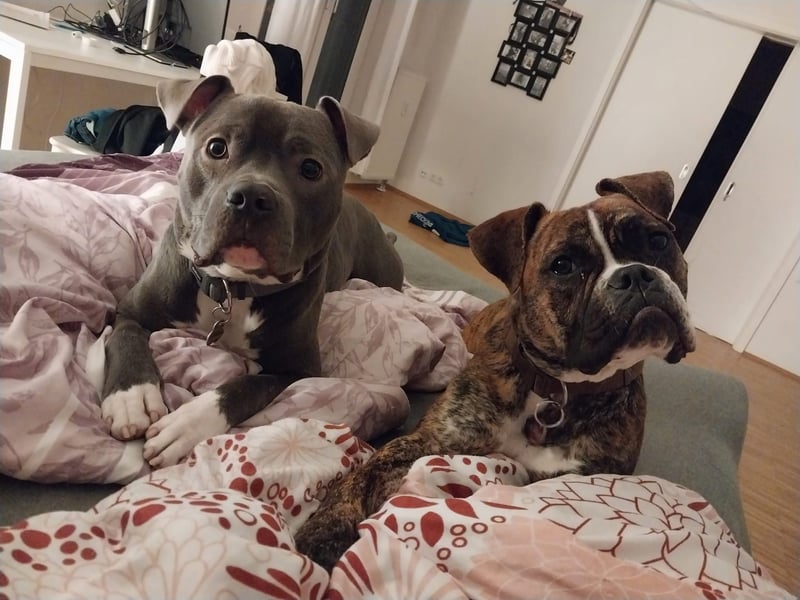 Pitbull Boxer Mischlingshündin