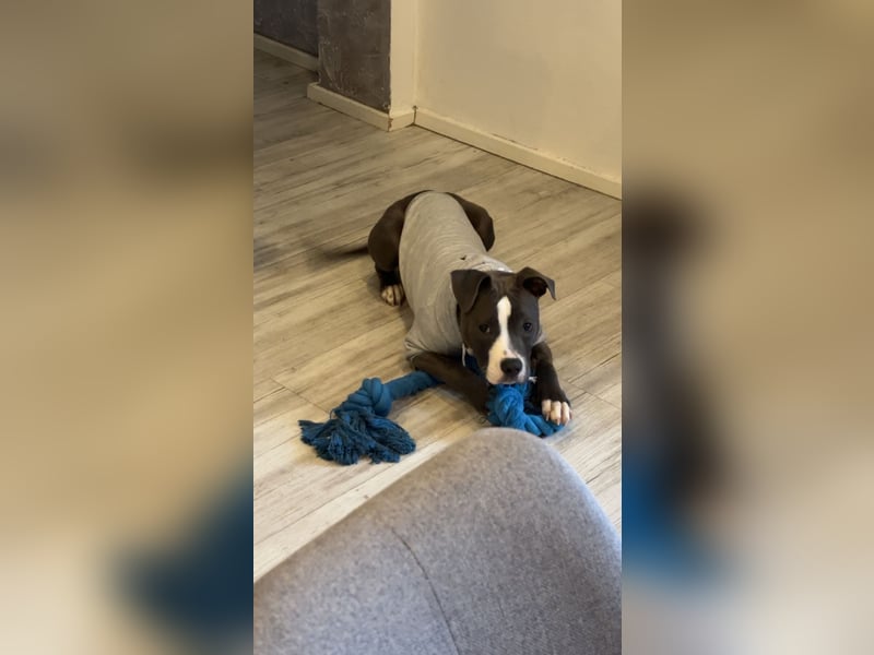 Pitbull Boxer Mischlingshündin