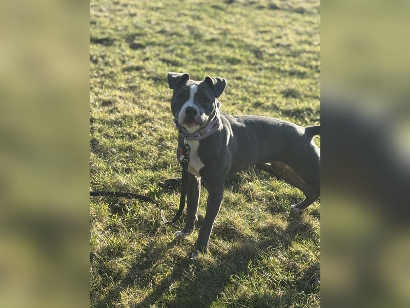 Pitbull Boxer Mischlingshündin