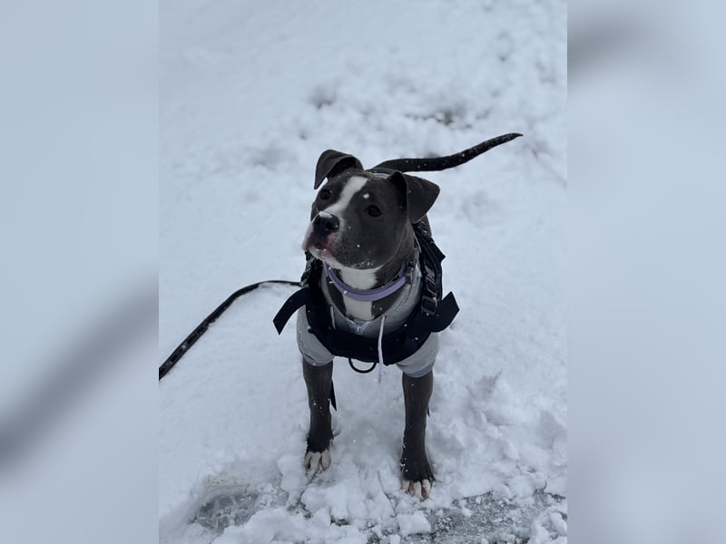 Pitbull Boxer Mischlingshündin