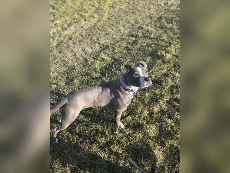 Pitbull Boxer Mischlingshündin
