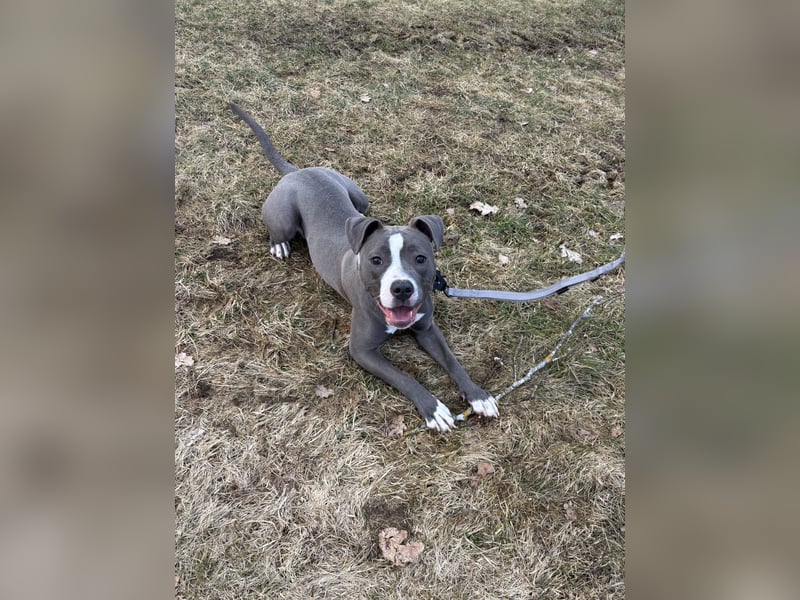 Pitbull Boxer Mischlingshündin