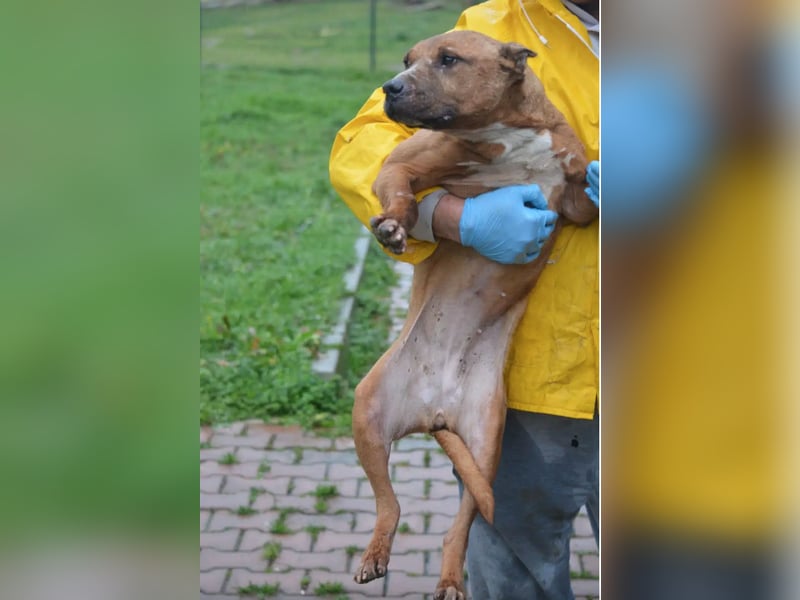 „Lisel“, ca. 2019, sucht verantwortungsvolles Zuhause. Leidet sehr, keine Vermittlung nach DE !!