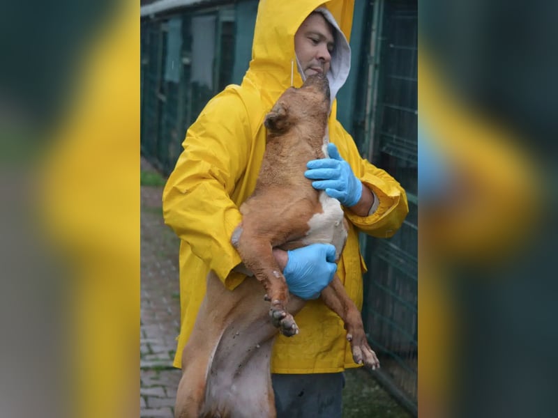 „Lisel“, ca. 2019, sucht verantwortungsvolles Zuhause. Leidet sehr, keine Vermittlung nach DE !!
