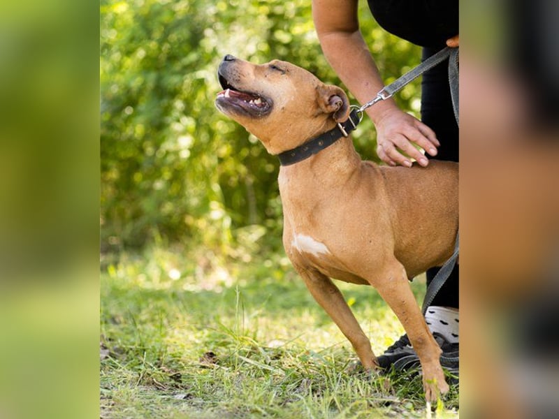 Liebenswertes Piti-Mix-Mädchen ♥ Liv ♥ Vermittlung zB. CH-A-NL-B