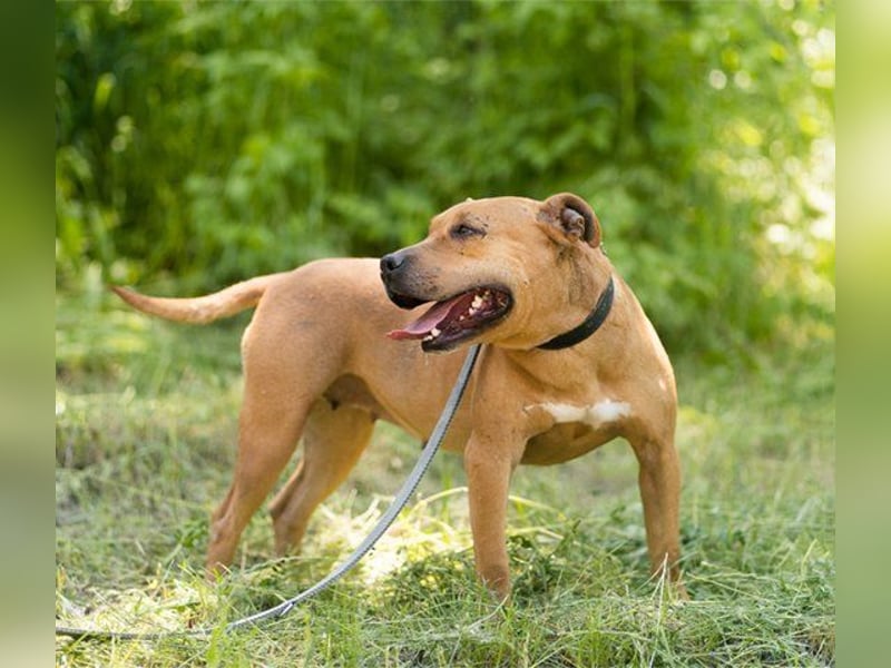 Piti-Mix-Mädchen♥Liv♥ Vermittlung z.B. nach A-CH-B-NL