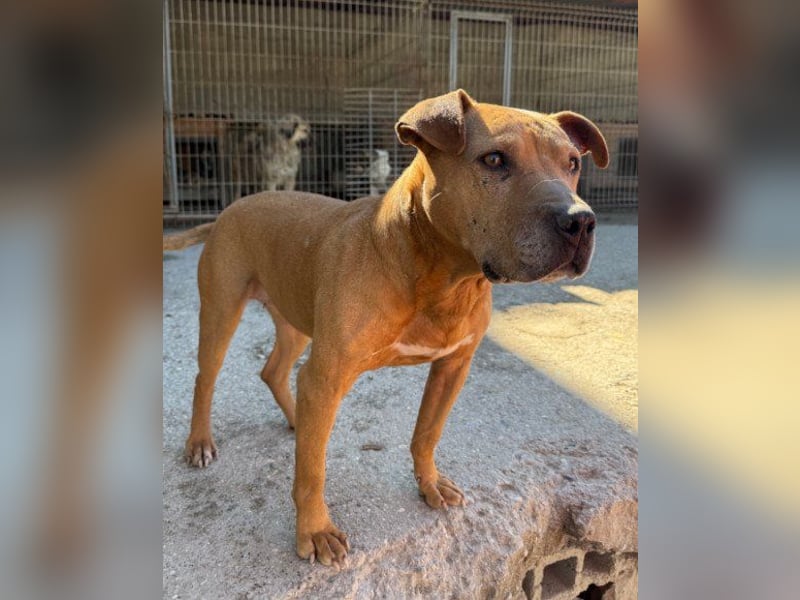 Liebenswertes Piti-Mix-Mädchen ♥ Liv ♥ Vermittlung zB. CH-A-NL-B