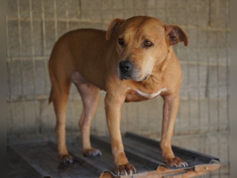 Liebenswertes Piti-Mix-Mädchen ♥ Liv ♥ Vermittlung zB. CH-A-NL-B