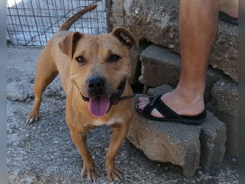 Piti-Mix-Mädchen♥Liv♥ Vermittlung z.B. nach A-CH-B-NL