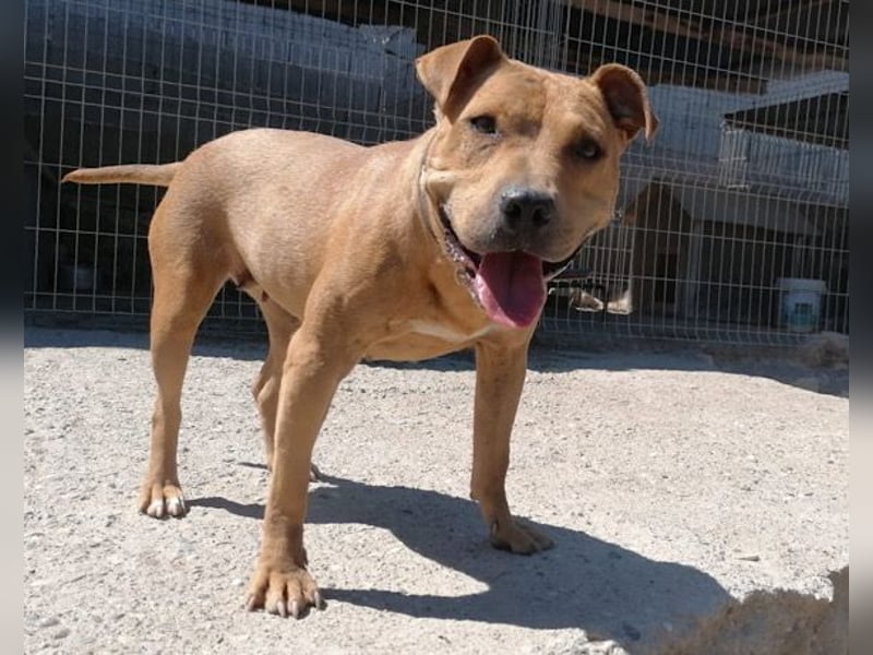 Liebenswertes Piti-Mix-Mädchen ♥ Liv ♥ Vermittlung zB. CH-A-NL-B