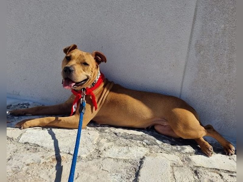 Liebenswertes Piti-Mix-Mädchen ♥ Liv ♥ Vermittlung zB. CH-A-NL-B
