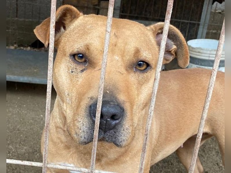 Liebenswertes Piti-Mix-Mädchen ♥ Liv ♥ Vermittlung zB. CH-A-NL-B