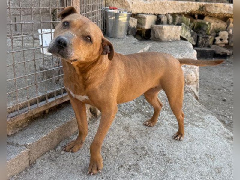 Liebenswertes Piti-Mix-Mädchen ♥ Liv ♥ Vermittlung zB. CH-A-NL-B