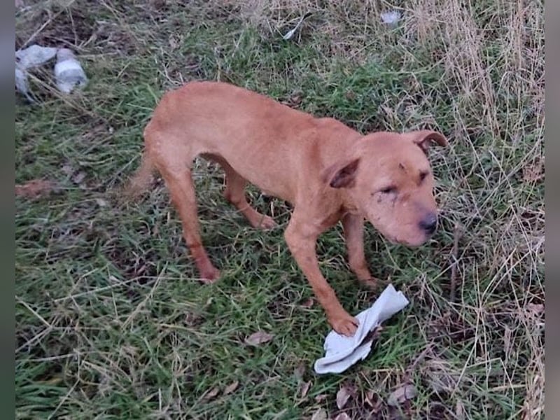 Liebenswertes Piti-Mix-Mädchen ♥ Liv ♥ Vermittlung zB. CH-A-NL-B
