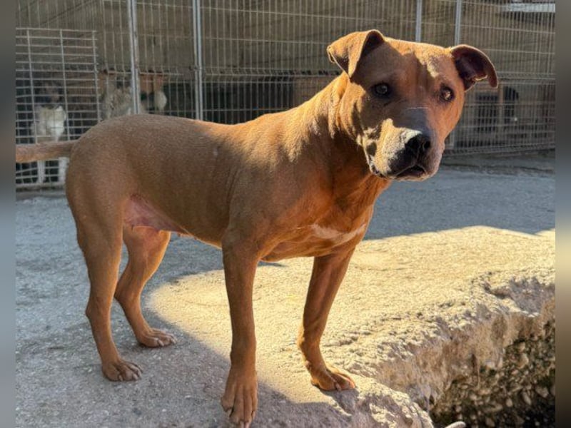 Liebenswertes Piti-Mix-Mädchen ♥ Liv ♥ Vermittlung zB. CH-A-NL-B