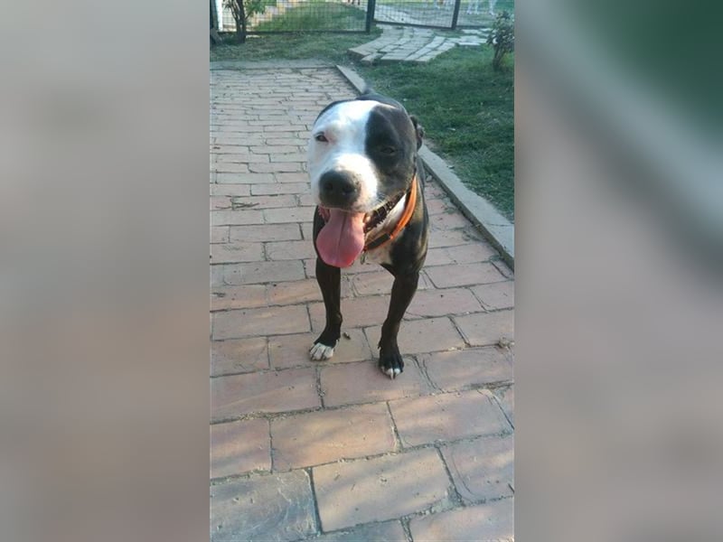 Nina sucht ein Zuhause in Österreich!