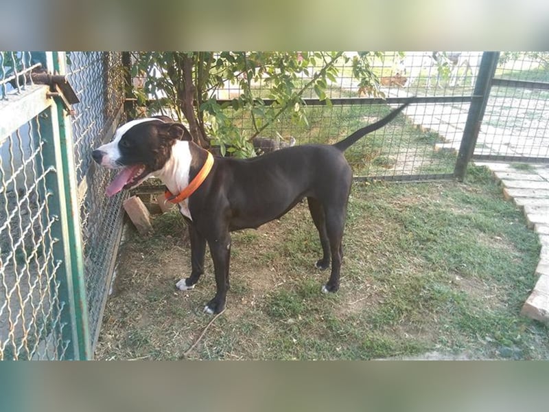 Nina sucht ein Zuhause in Österreich!