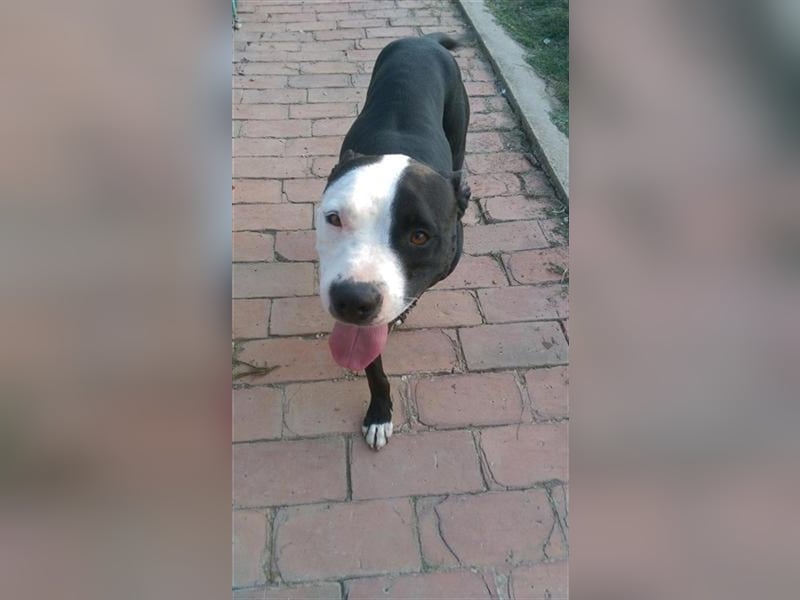 Nina sucht ein Zuhause in Österreich!
