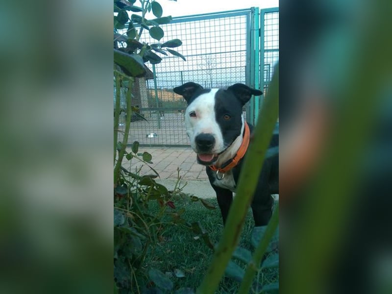 Nina sucht ein Zuhause in Österreich!