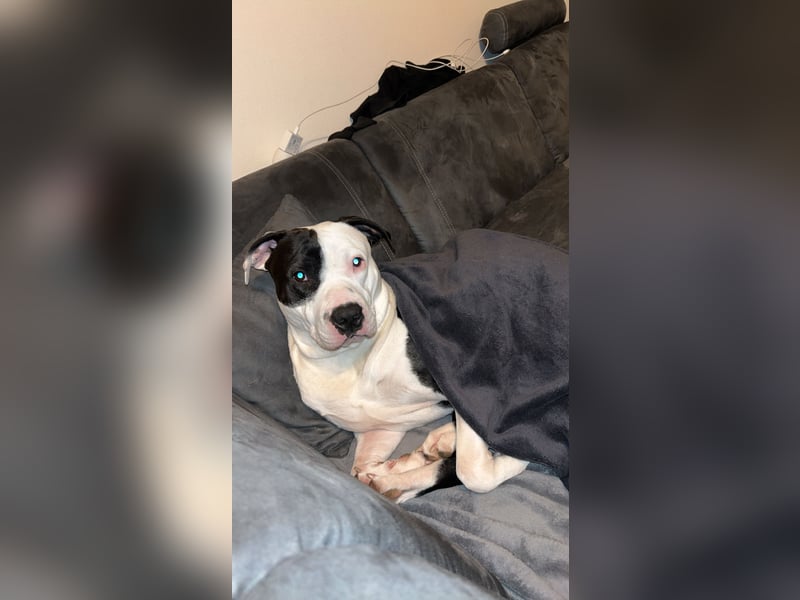 Junger Pitbull/Amstaff mix