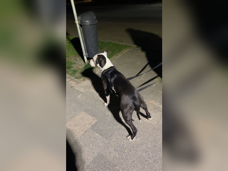 Junger Pitbull/Amstaff mix