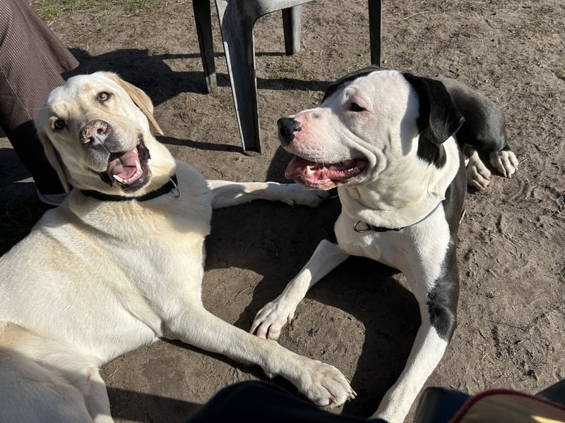Junger Pitbull/Amstaff mix