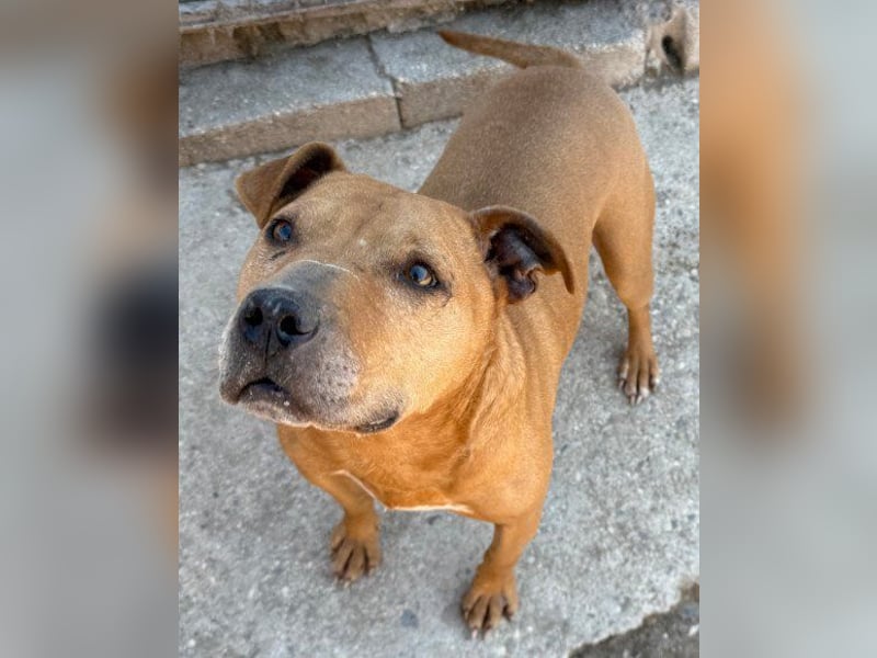 Tolle Piti-Mix-Lady ♥ LIV ♥ Vermittlung leider nur außerhalb der BRD