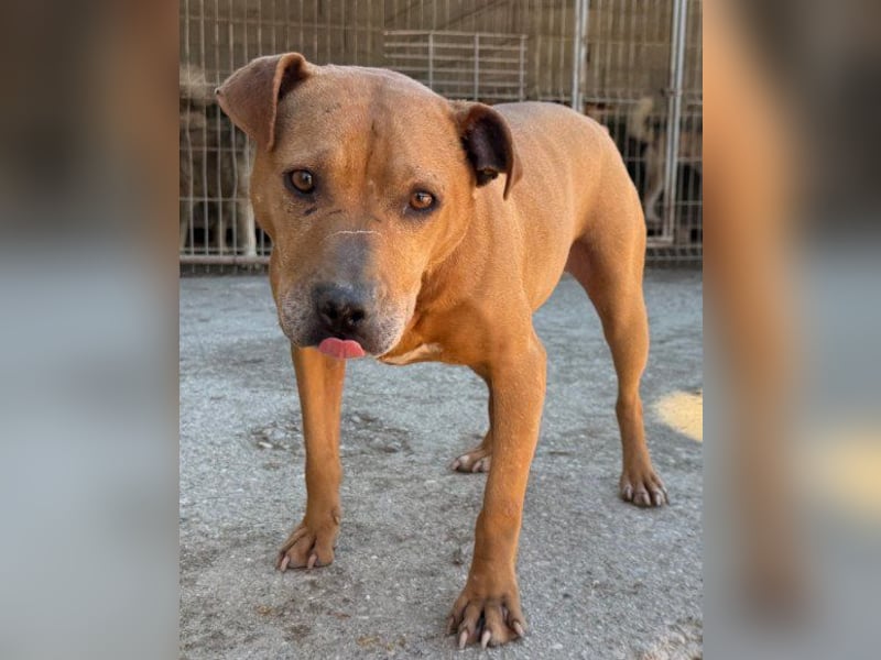 Tolle Piti-Mix-Lady ♥ LIV ♥ Vermittlung leider nur außerhalb der BRD