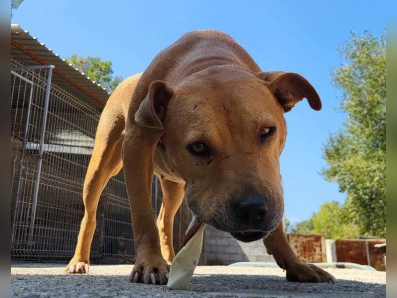 Piti-Mix-Mädchen ♥ Liv ♥ Vermittlung zB CH-A-NL-B sucht endlich Liebe & Schutz