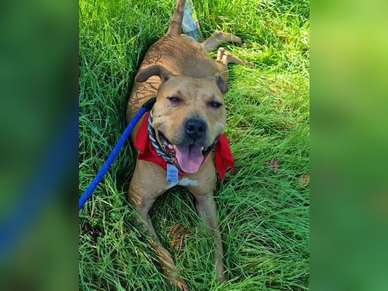 Piti-Mix-Mädchen♥Liv♥Vermittl.CH-A-NL-B