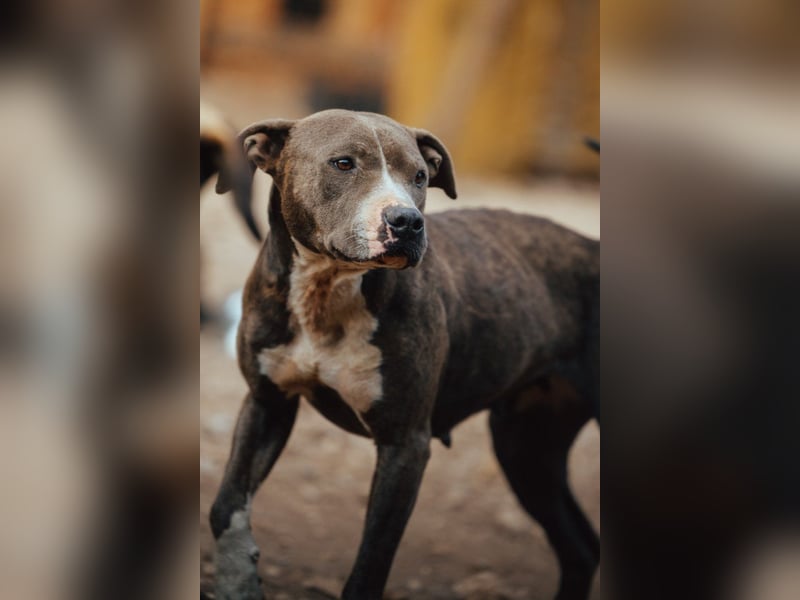 Piti-Mix-Hündin ♥BLUE♥ nur Vermittlung außerhalb der BRD