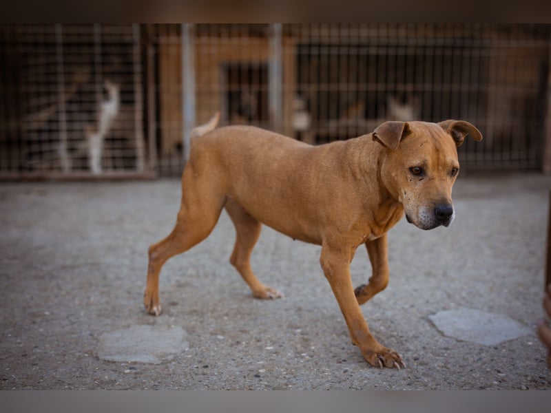 Piti-Mix-Mädchen♥Liv♥Vermittl.CH-A-NL-B