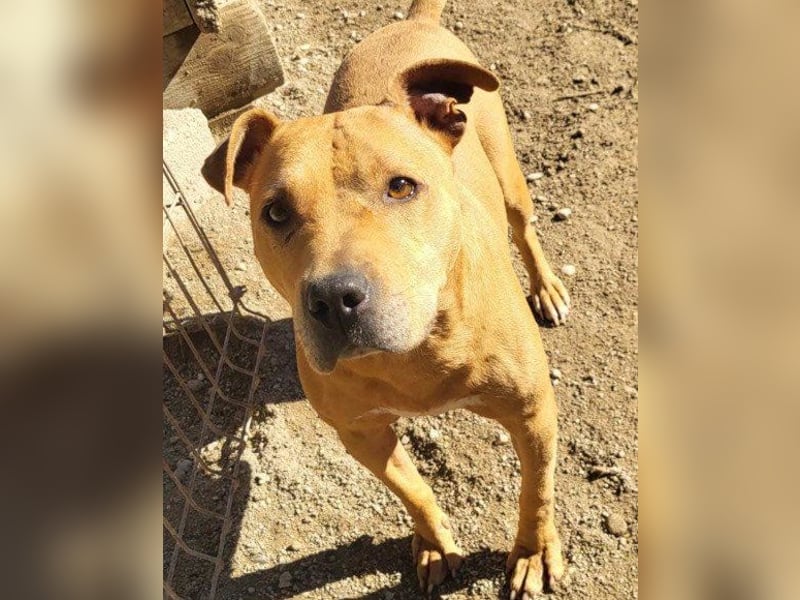 Tolle Piti-Mix-Lady ♥ LIV ♥ Vermittlung leider nur außerhalb der BRD