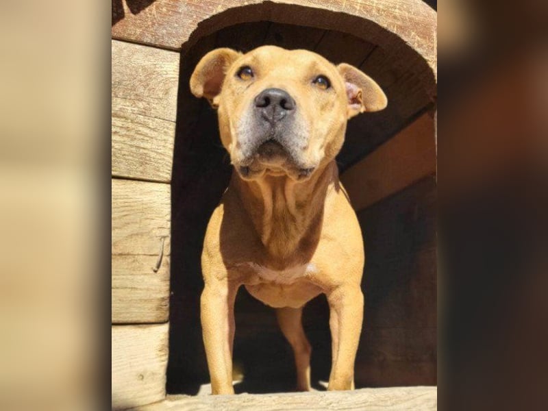 Tolle Piti-Mix-Lady ♥ LIV ♥ Vermittlung leider nur außerhalb der BRD