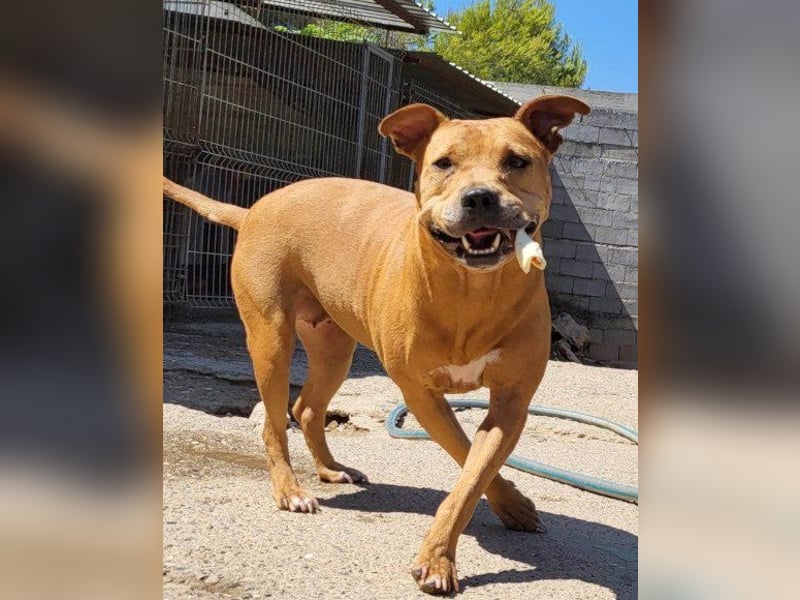 Tolle Piti-Mix-Lady ♥ LIV ♥ Vermittlung leider nur außerhalb der BRD
