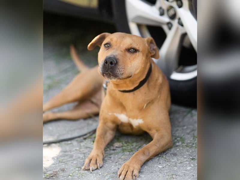 Piti-Mix-Mädchen ♥ Liv ♥ Vermittlung zB CH-A-NL-B sucht endlich Liebe & Schutz