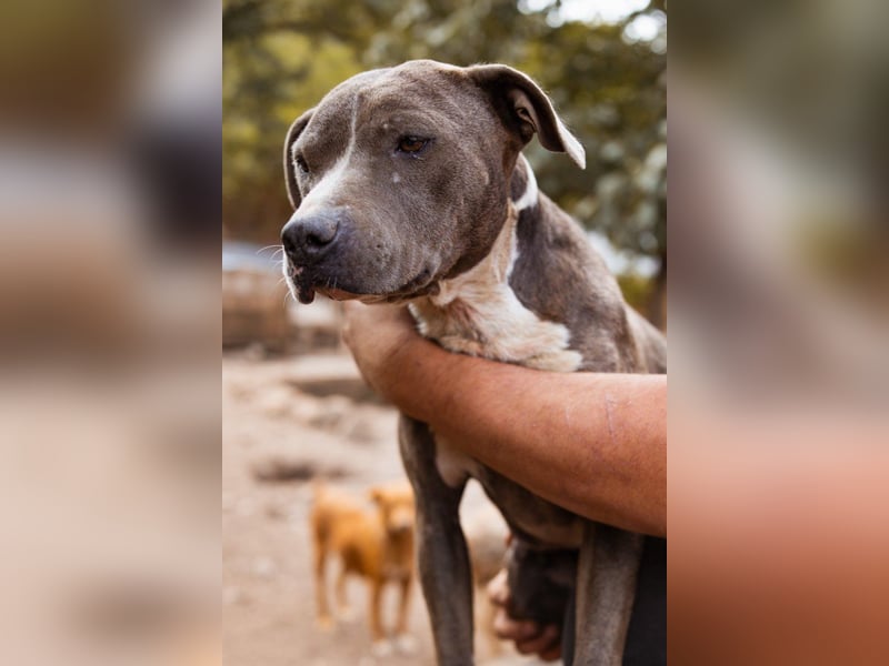 Piti-Mix-Hündin ♥BLUE♥ nur Vermittlung außerhalb der BRD