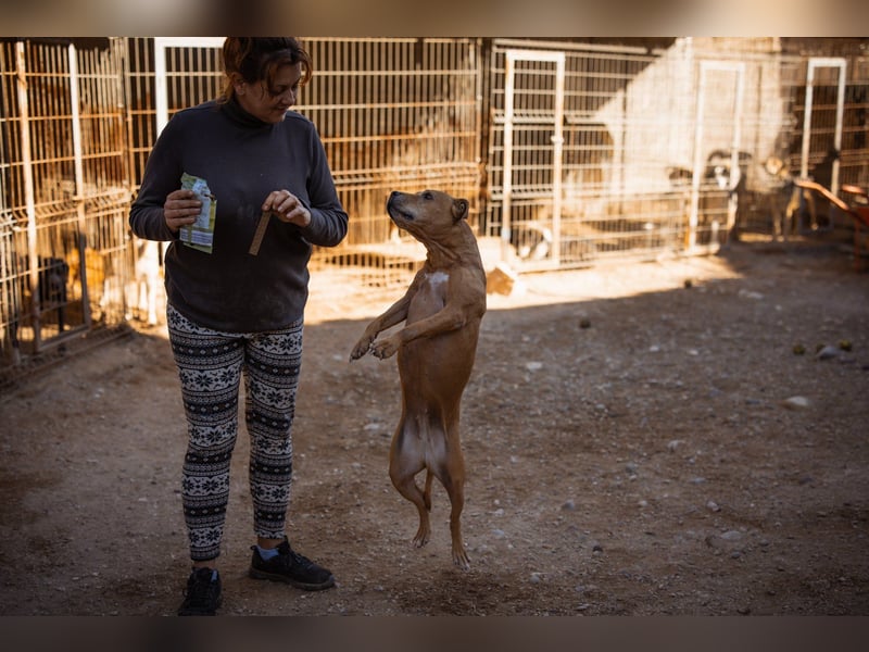 Piti-Mix-Mädchen♥Liv♥Vermittl.CH-A-NL-B