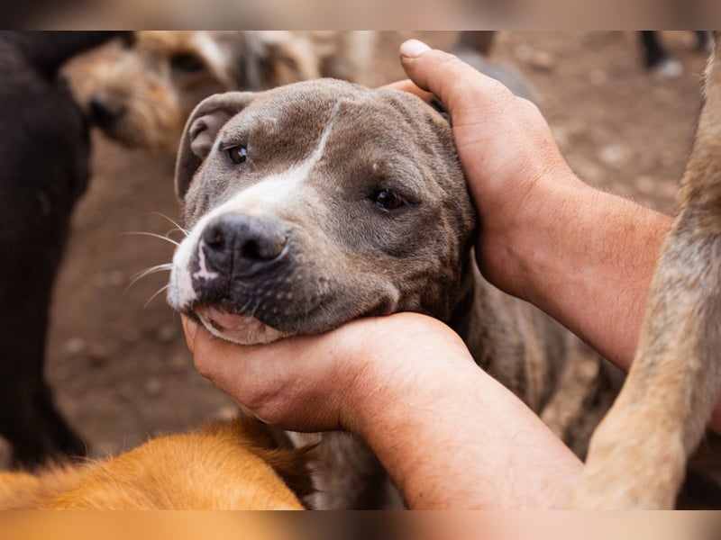 Piti-Mix-Hündin ♥BLUE♥ nur Vermittlung außerhalb der BRD