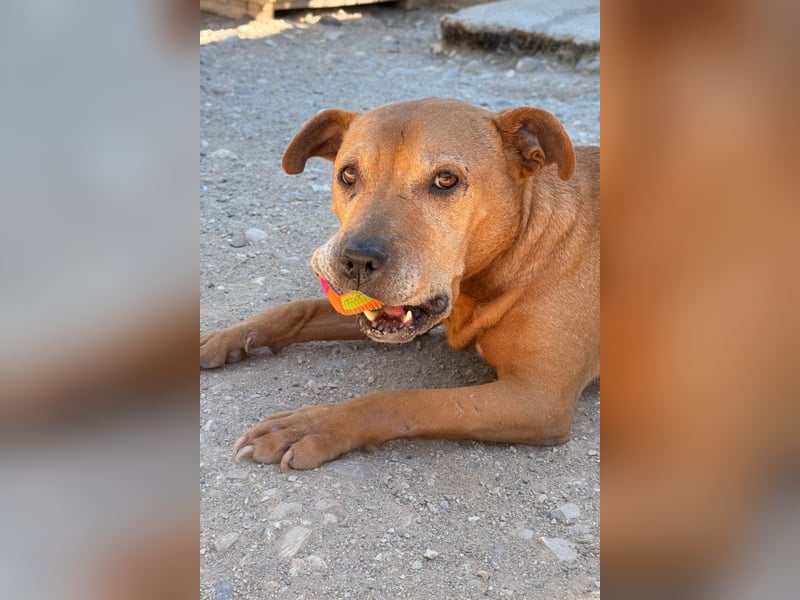 Tolle Piti-Mix-Lady ♥LIV♥ Vermittlung nur außerhalb der BRD