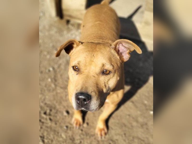 Piti-Mix-Mädchen ♥ Liv ♥ Vermittlung zB CH-A-NL-B sucht endlich Liebe & Schutz